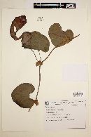 Image of Aristolochia galeata