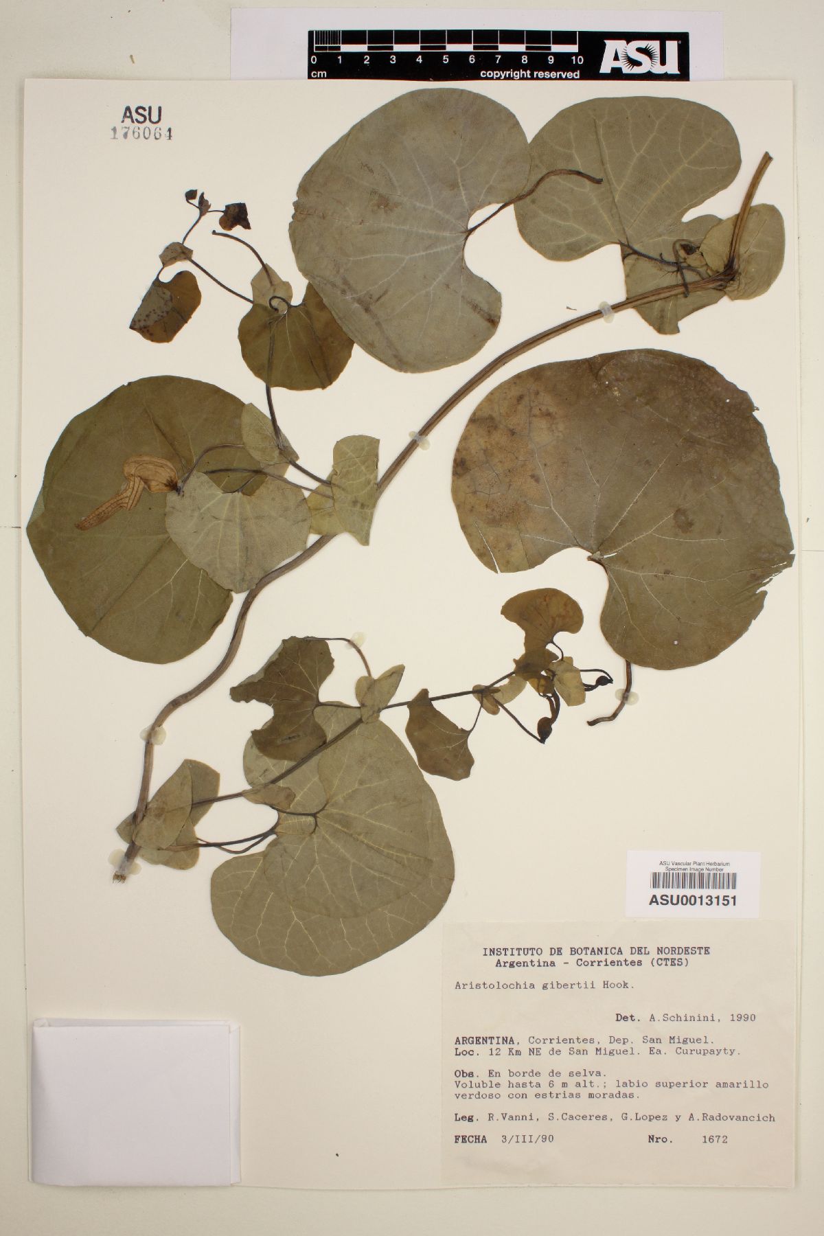 Aristolochia giberti image