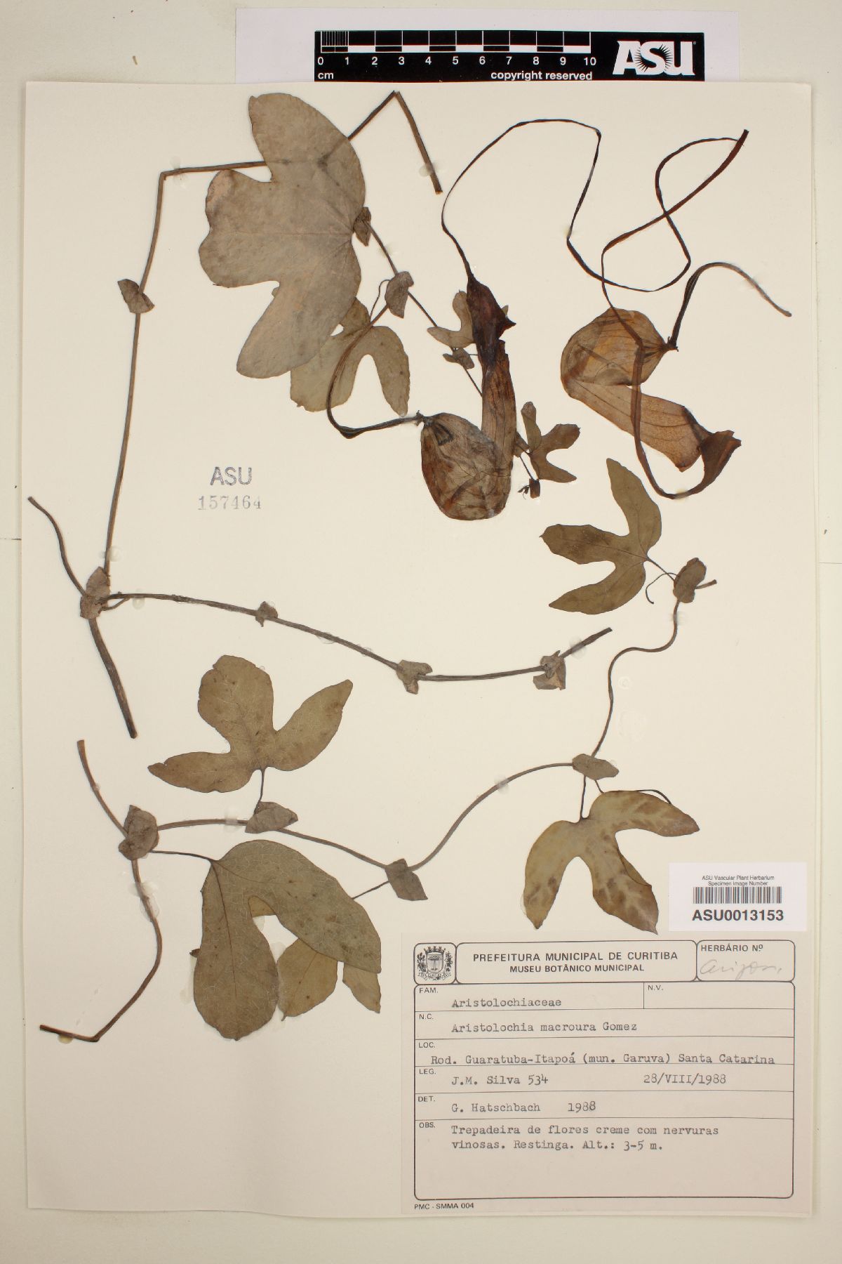 Aristolochia macroura image