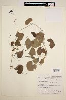 Aristolochia pohliana image