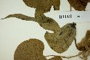 Aristolochia pohliana image