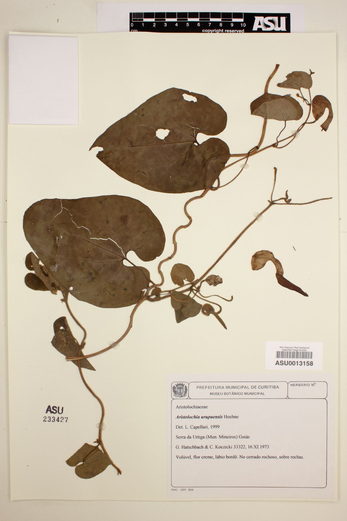 Aristolochia urupaensis image