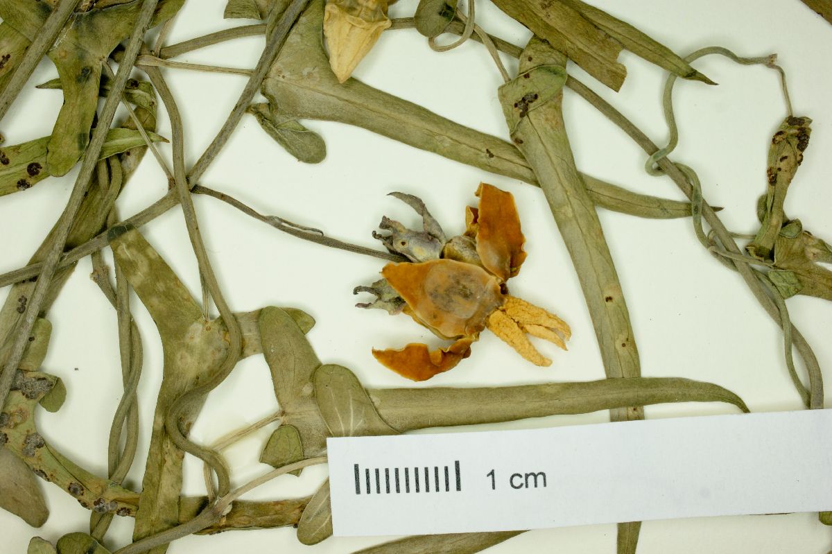 Araujia angustifolia image