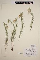 Asclepias linaria image