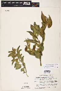 Asclepias oenotheroides image