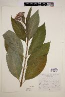 Asclepias pellucida image