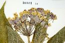 Asclepias pellucida image