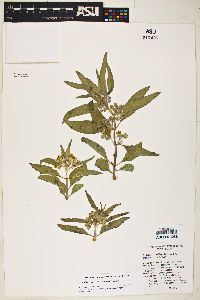 Image of Asclepias standleyi