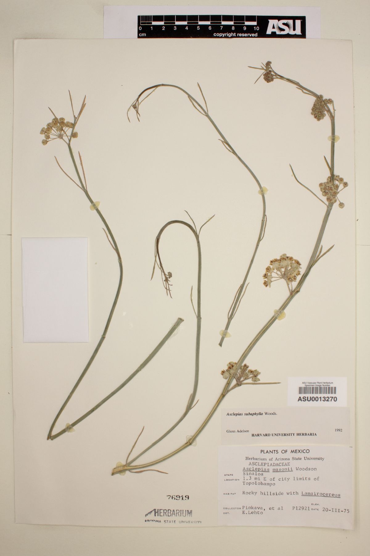 Asclepias subaphylla image