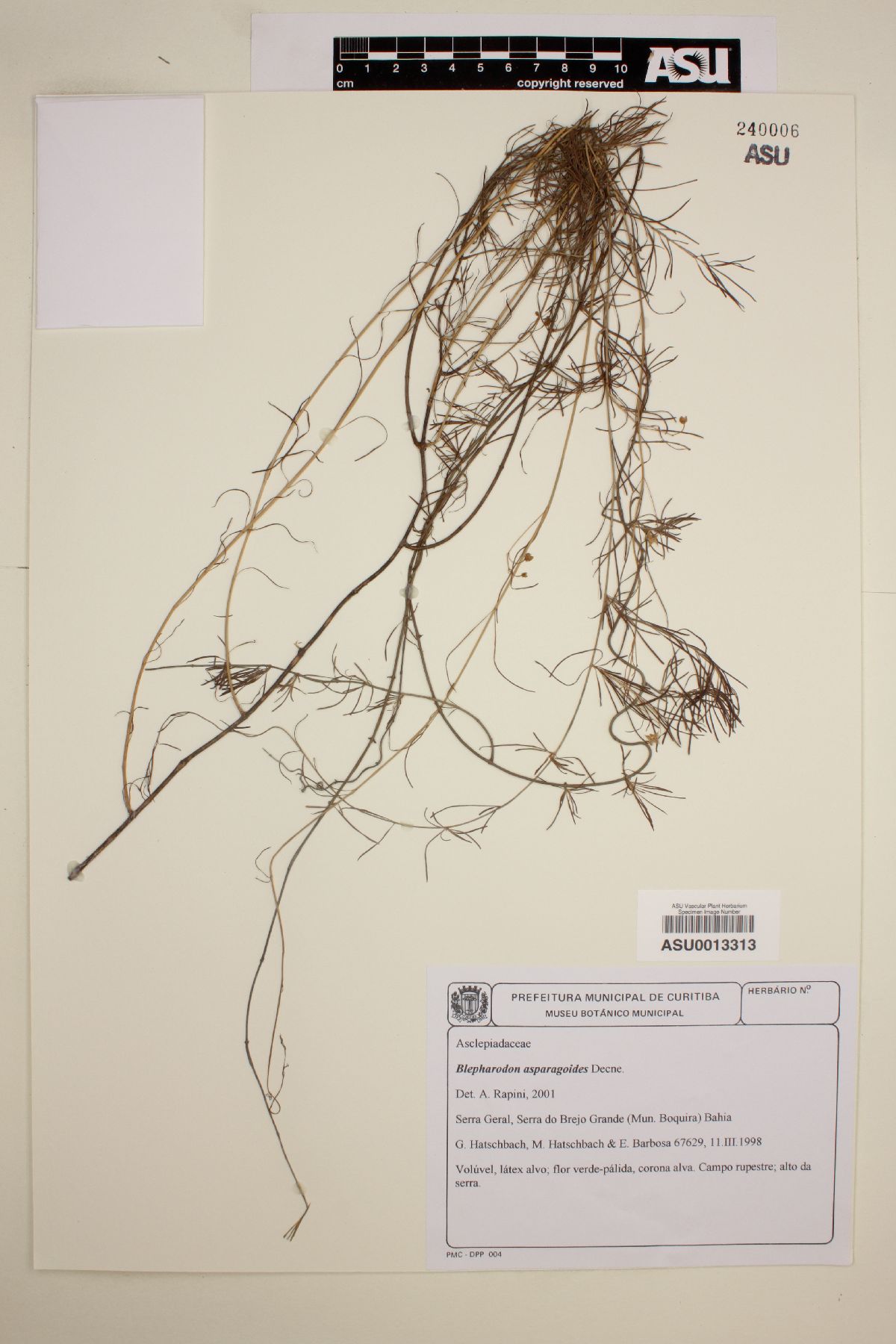 Blepharodon asparagoides image