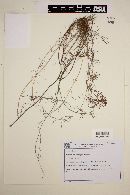 Image of Blepharodon asparagoides