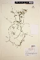 Cynanchum californicum image