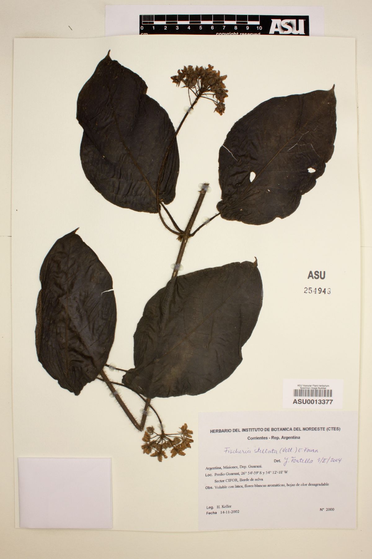 Fischeria stellata image