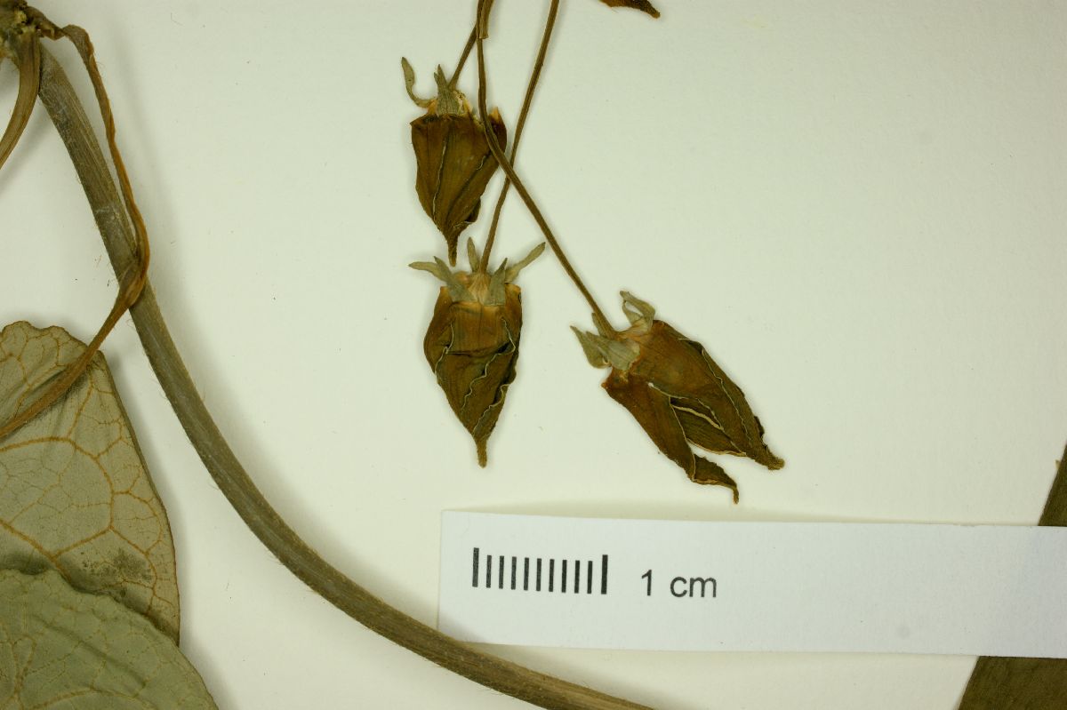 Gonolobus rostratus image