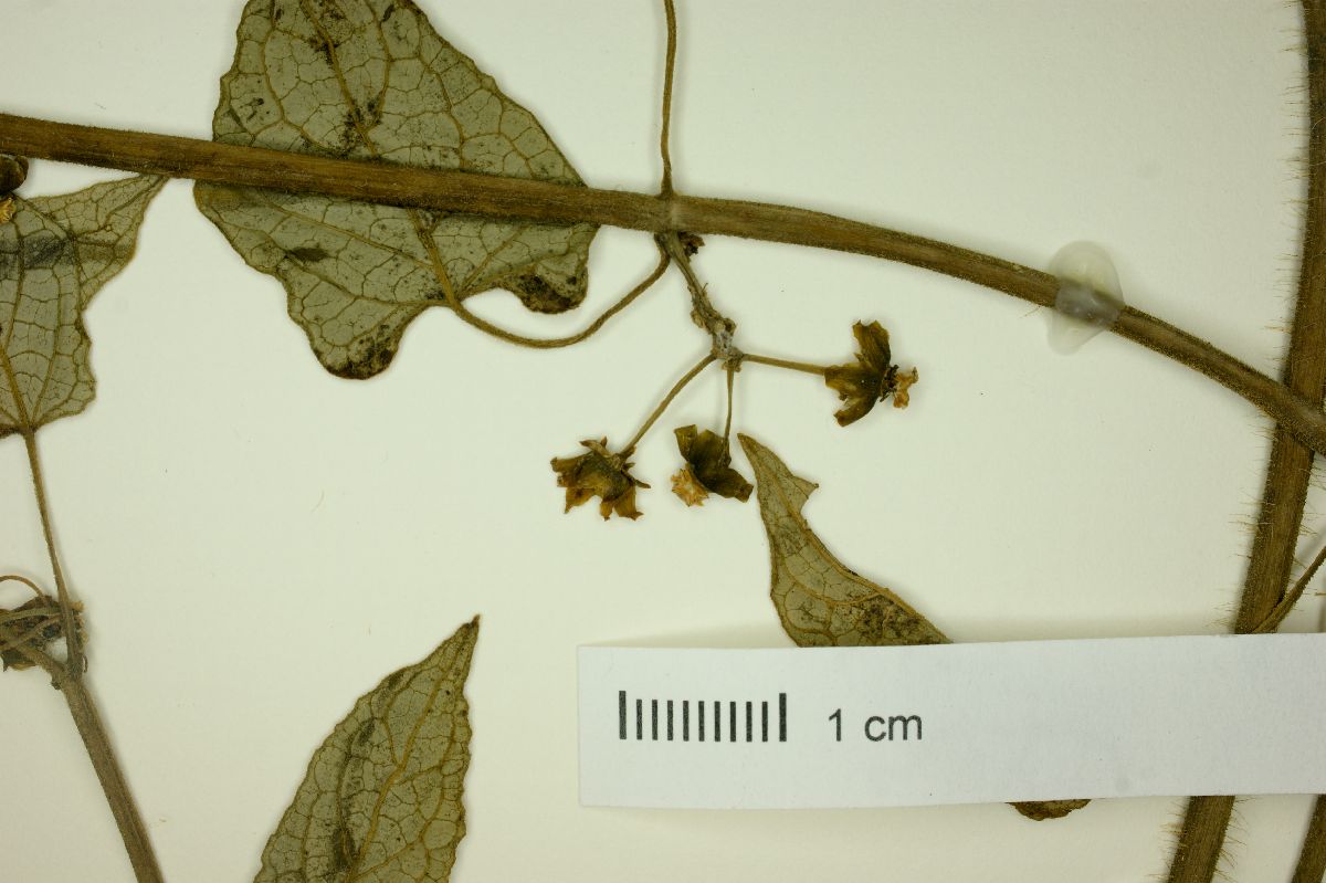 Gonolobus selloanus image