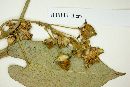 Gonolobus chloranthus image