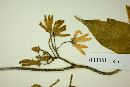 Gonolobus chrysanthus image