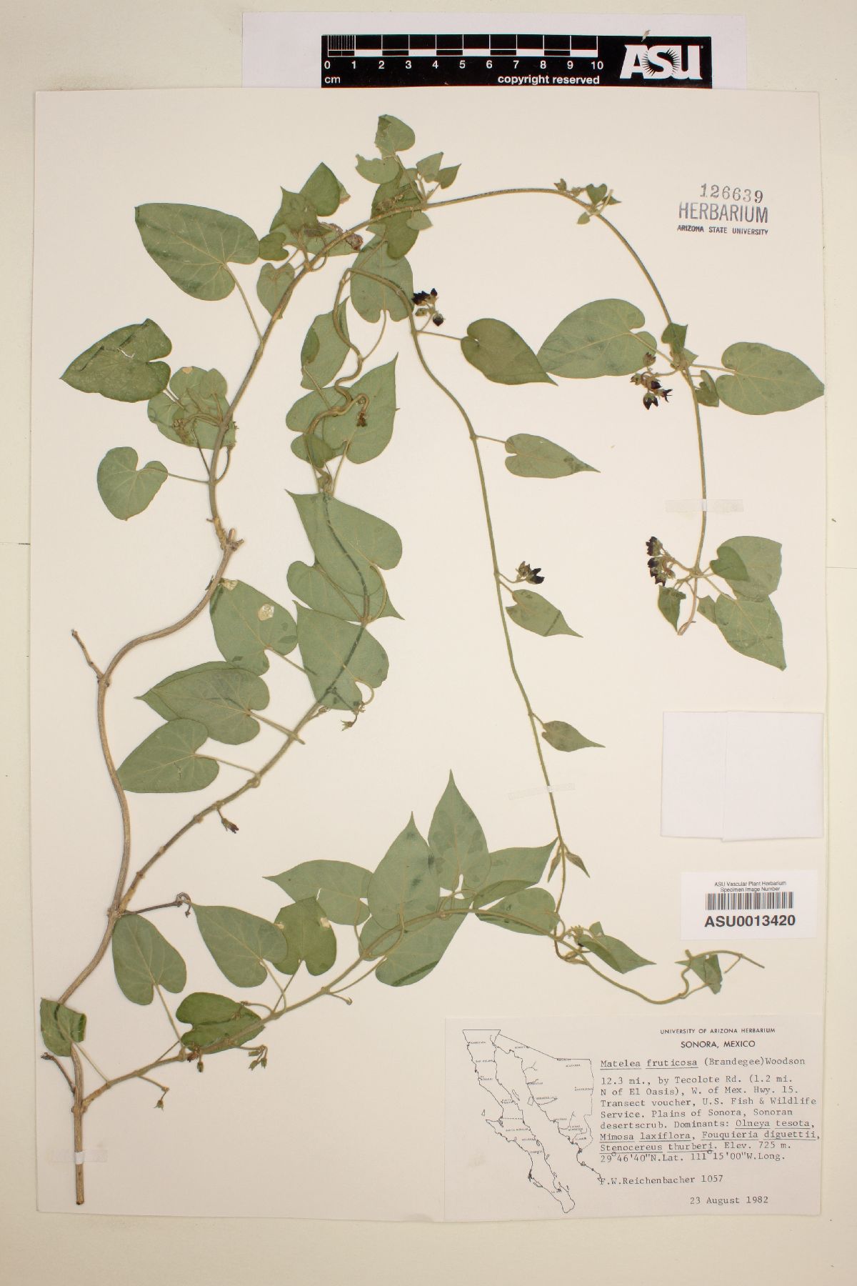 Matelea fruticosa image