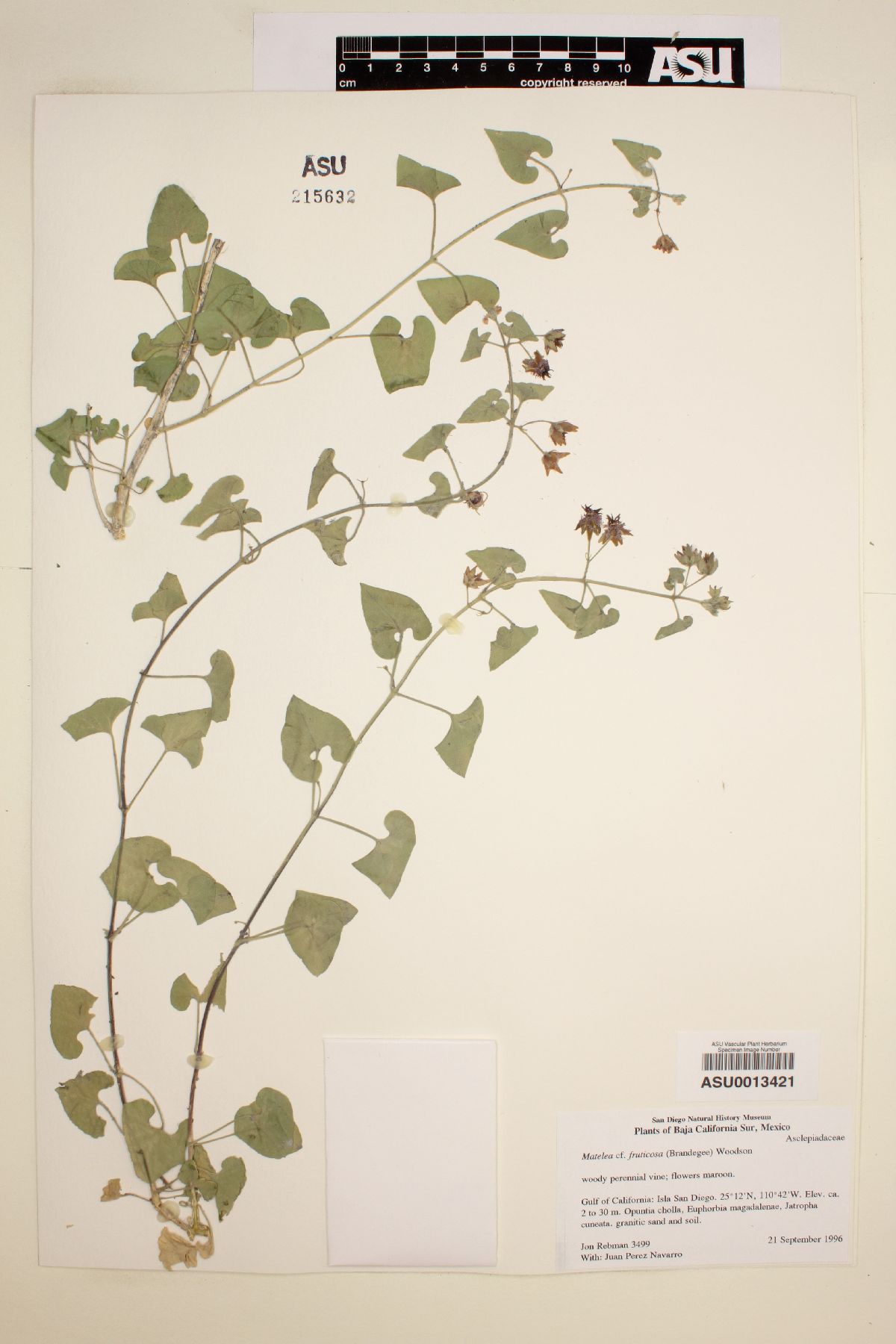 Matelea fruticosa image