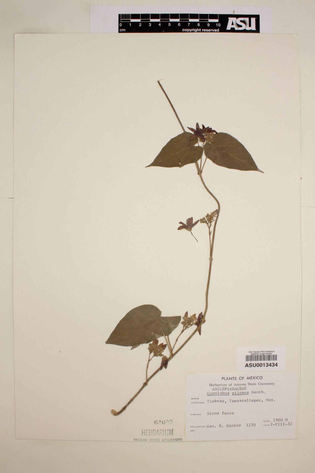 Gonolobus pilosus image