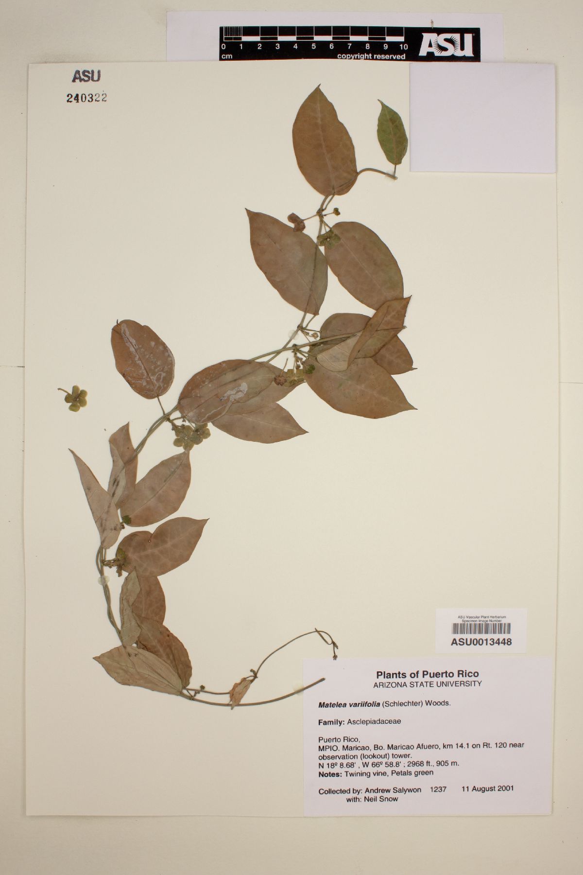Matelea variifolia image