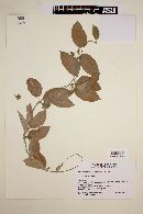 Matelea variifolia image