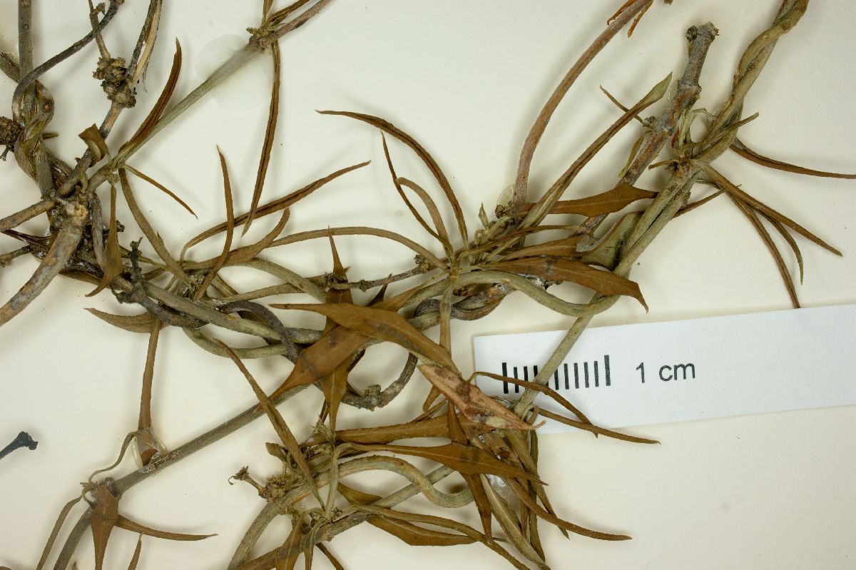 Metastelma boldinghii image