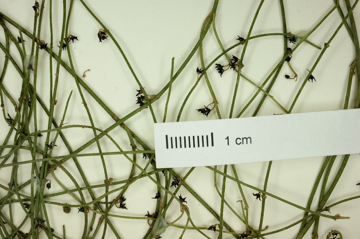 Orthosia melantha image