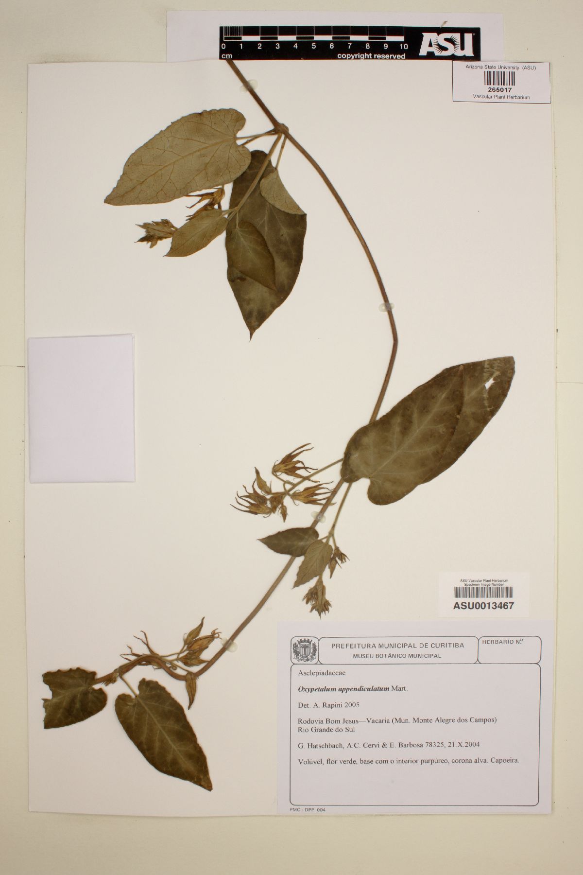 Oxypetalum appendiculatum image