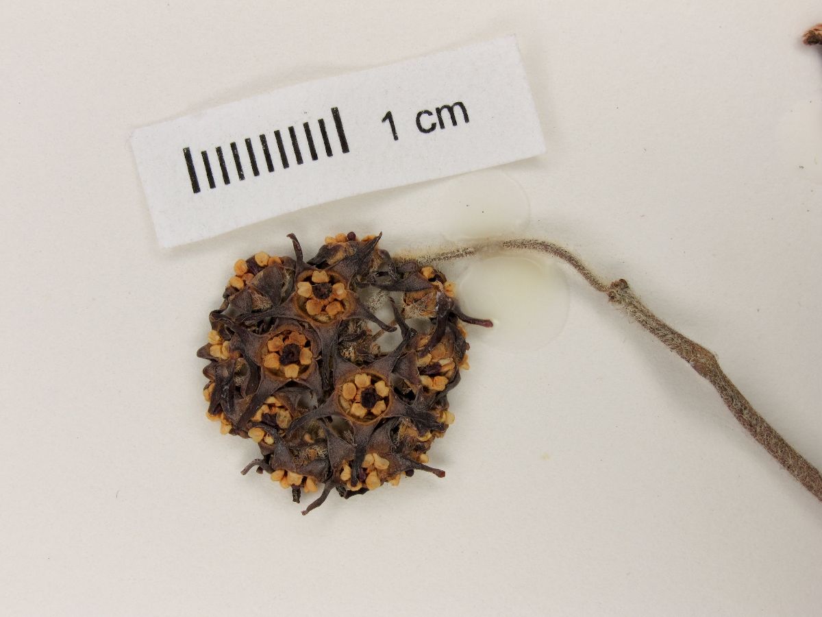Oxypetalum arnottianum image