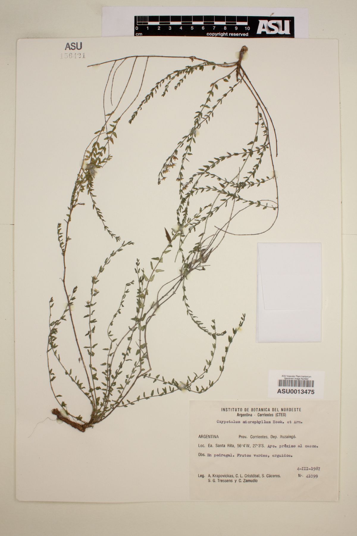 Oxypetalum microphyllum image