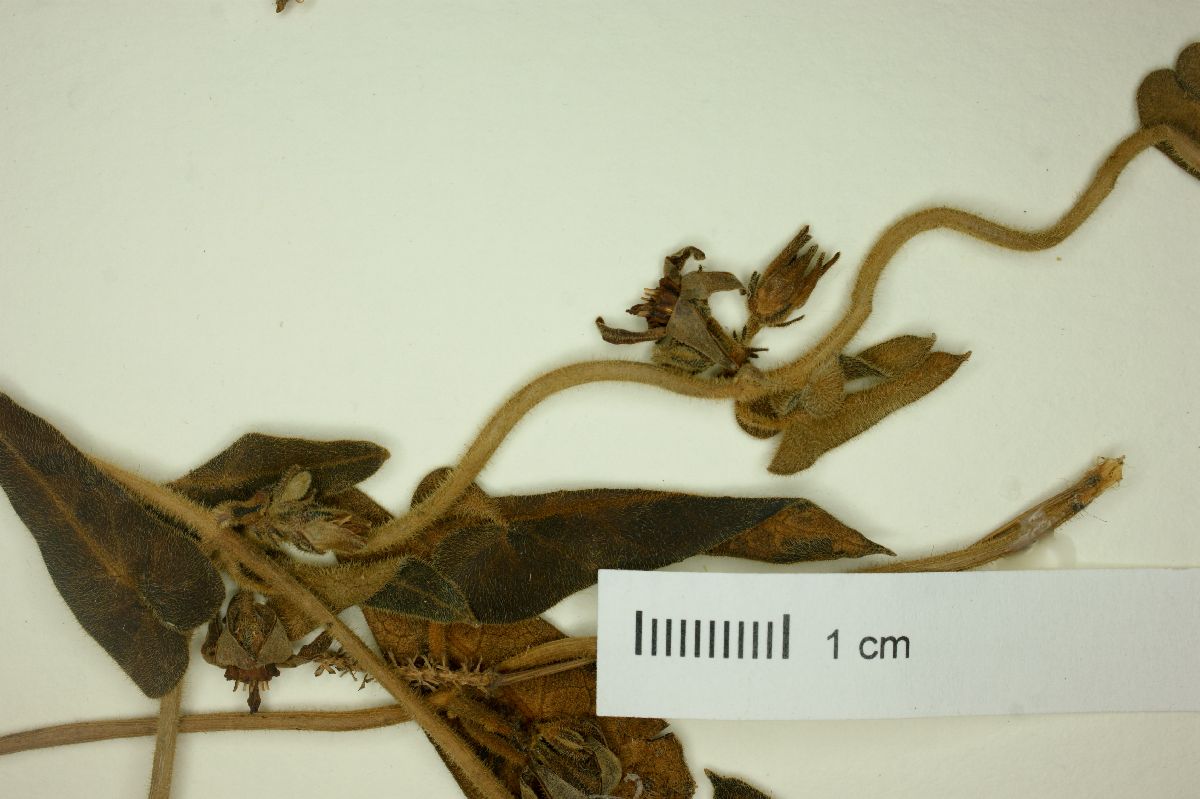 Oxypetalum pachygynum image