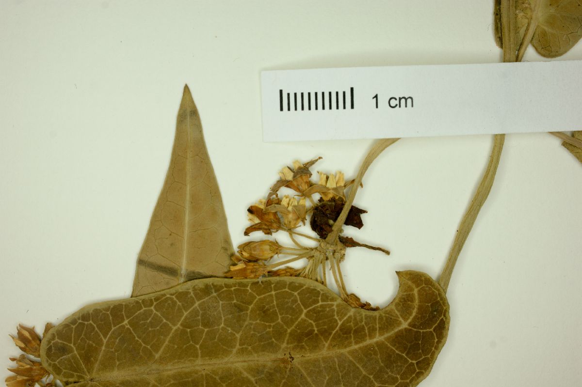 Oxypetalum tubatum image
