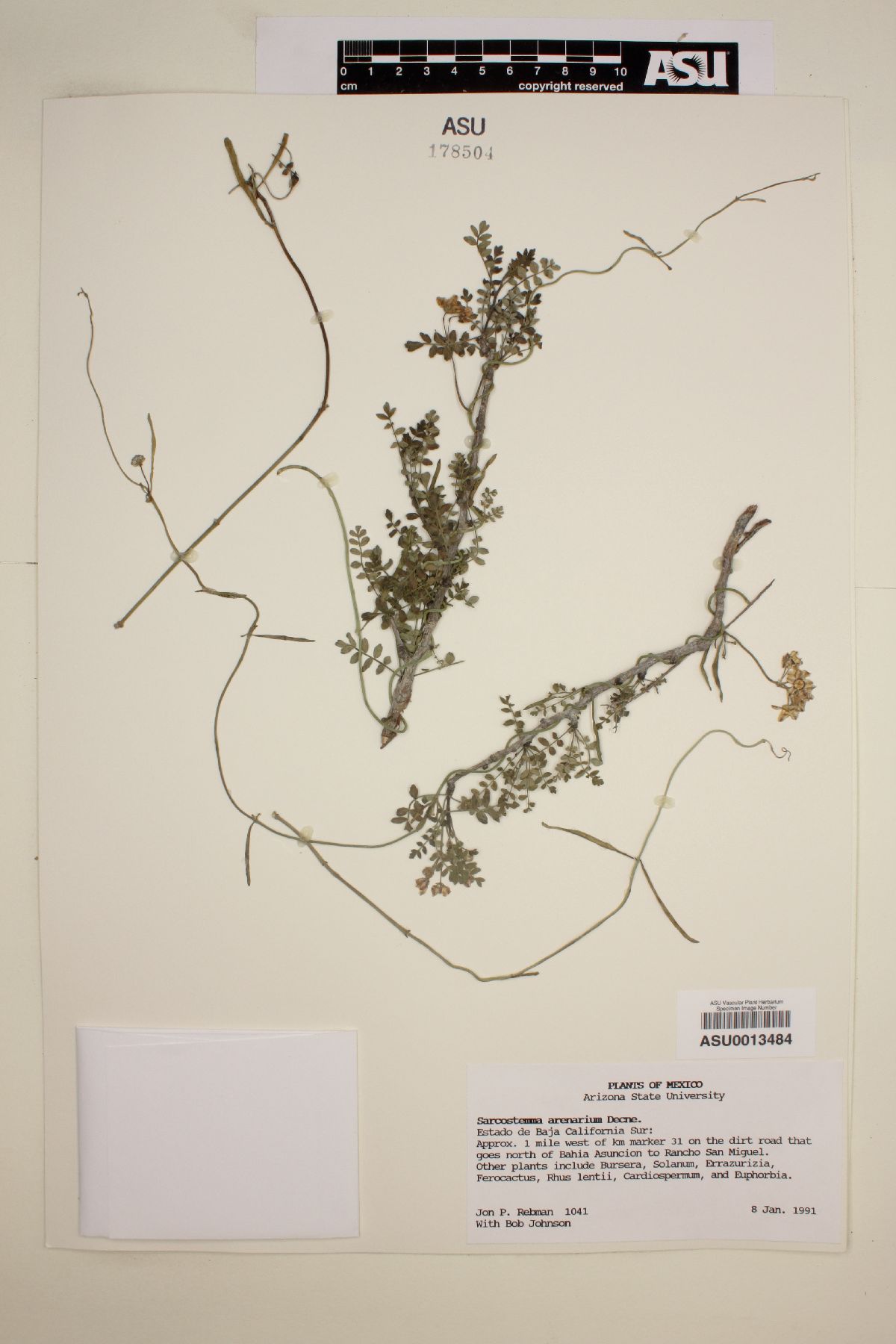Funastrum arenarium image
