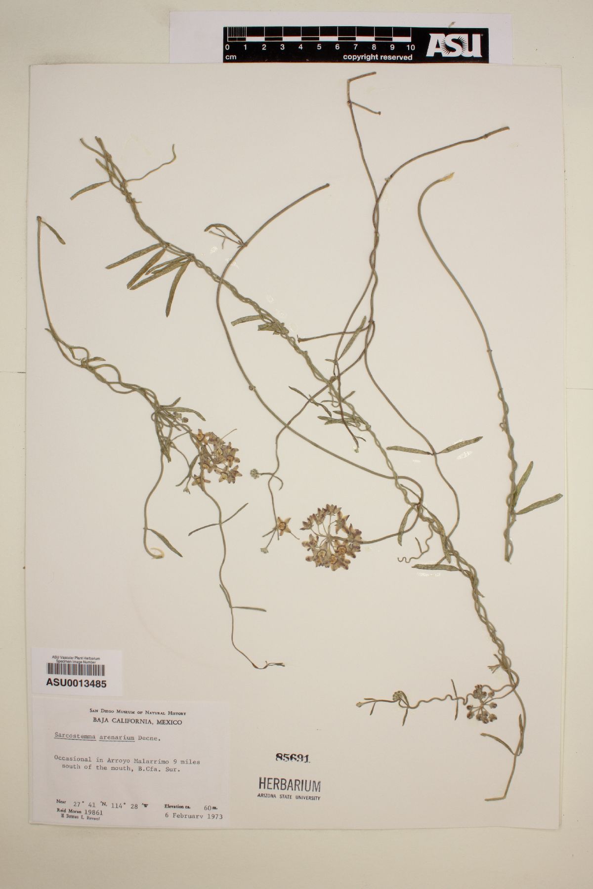 Funastrum arenarium image