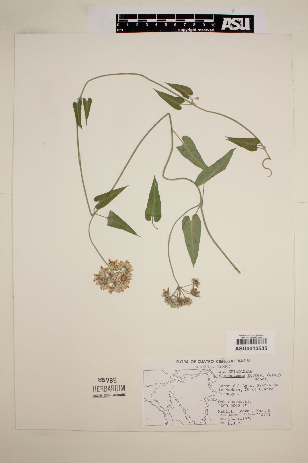 Funastrum torreyi image