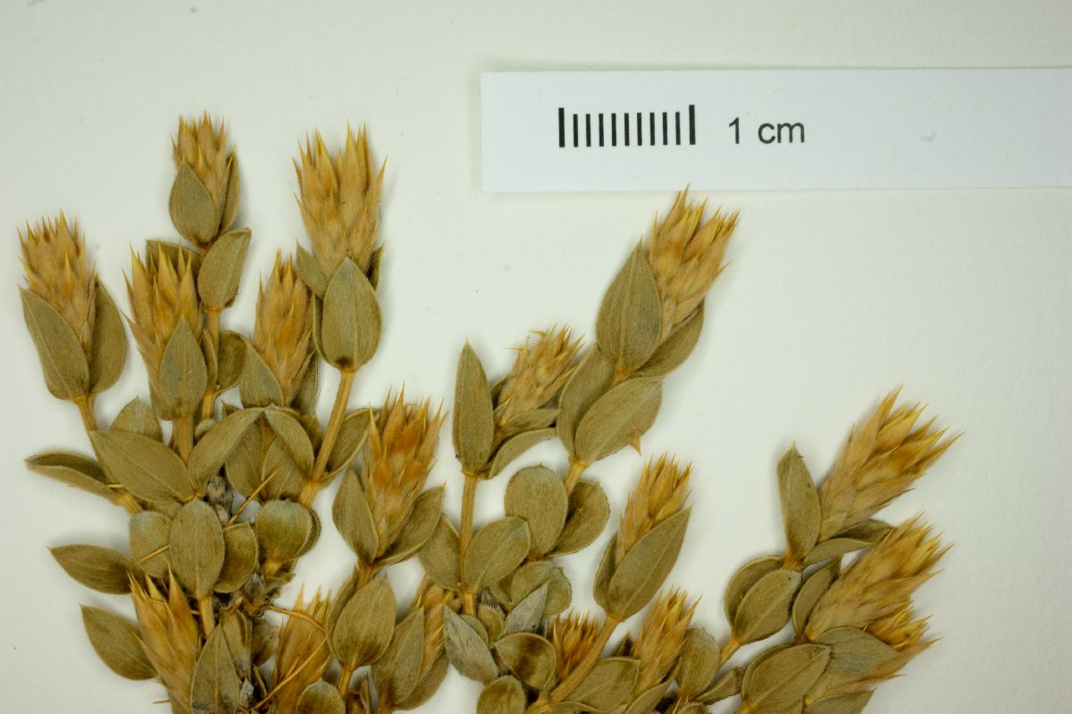 Chuquiraga oppositifolia image