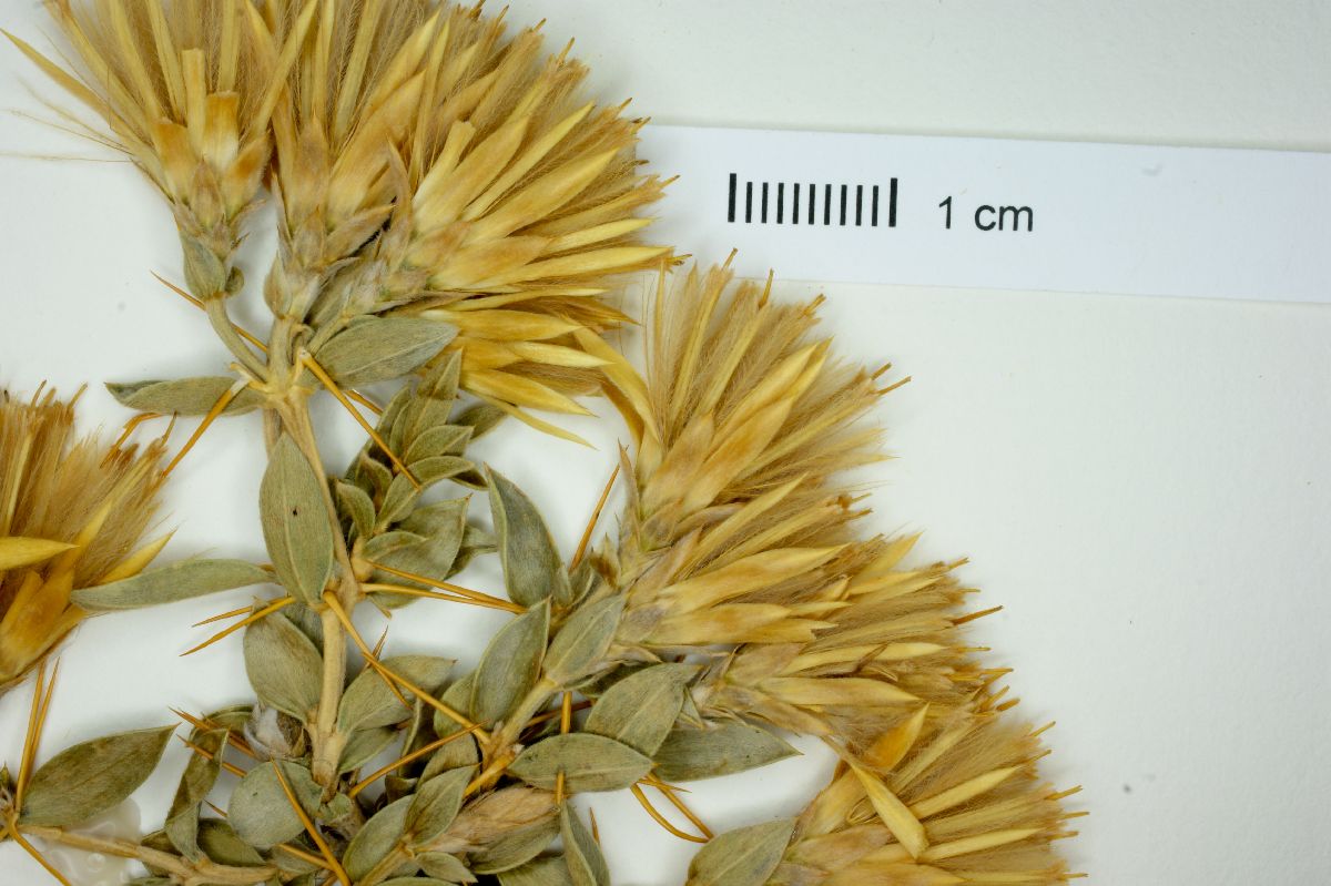 Chuquiraga oppositifolia image