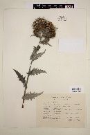 Cirsium mexicanum image