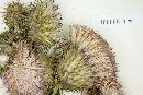 Image of Cirsium mexicanum