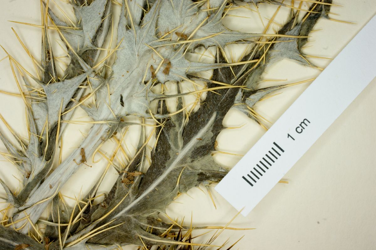 Cirsium townsendii image