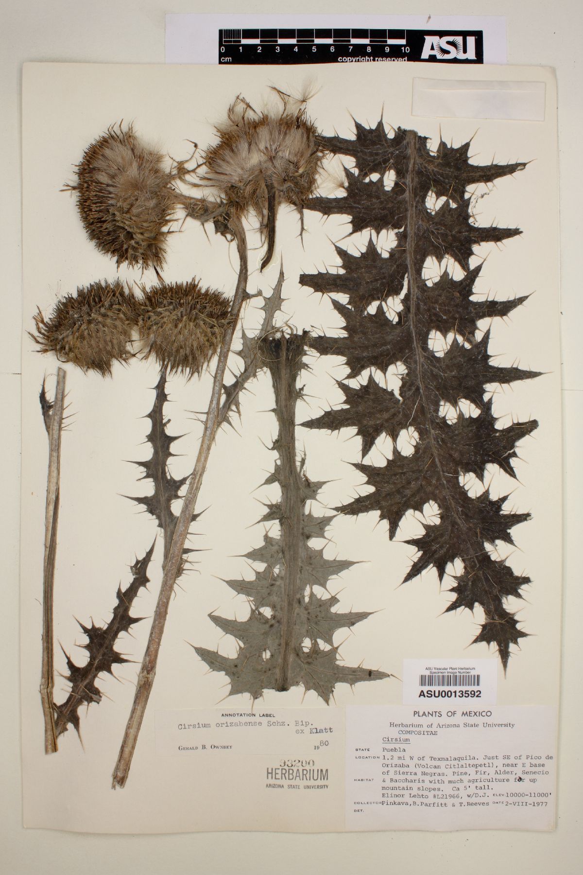 Cirsium orizabense image