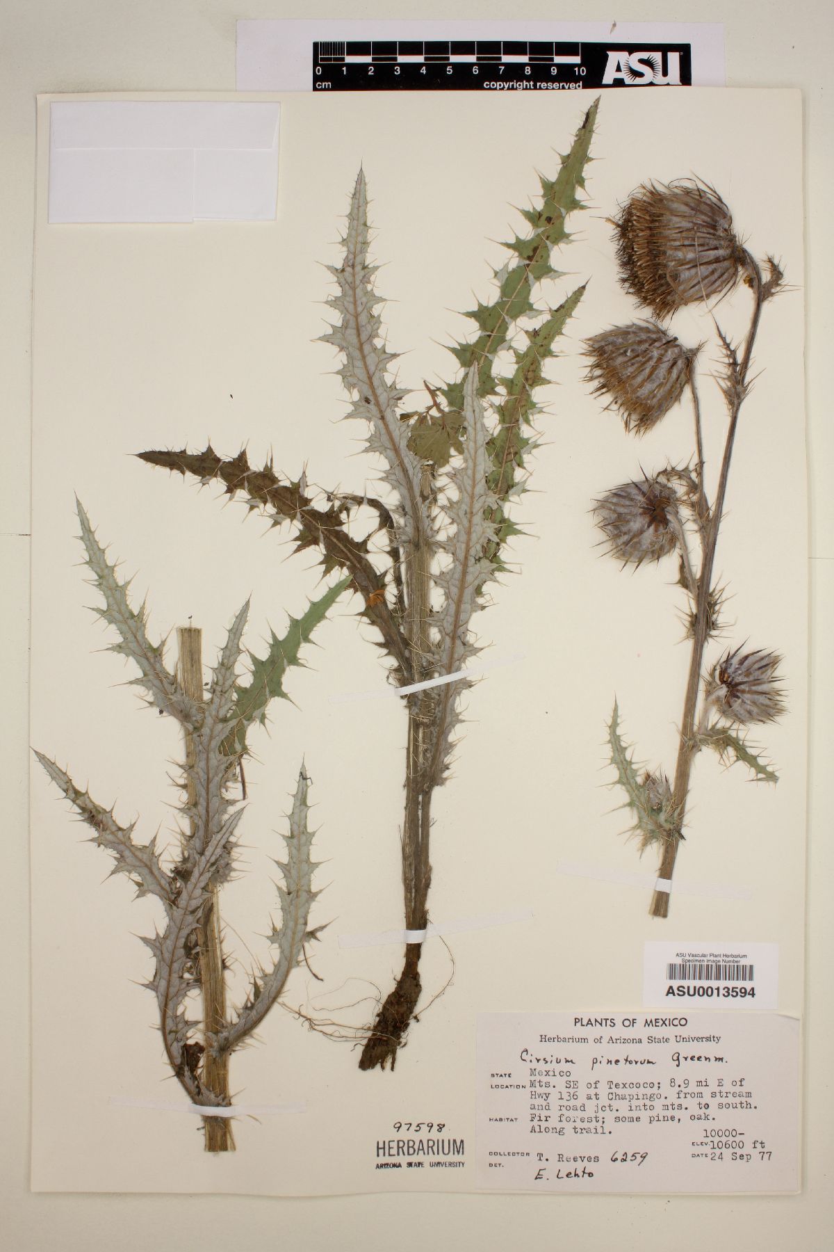 Cirsium pinetorum image