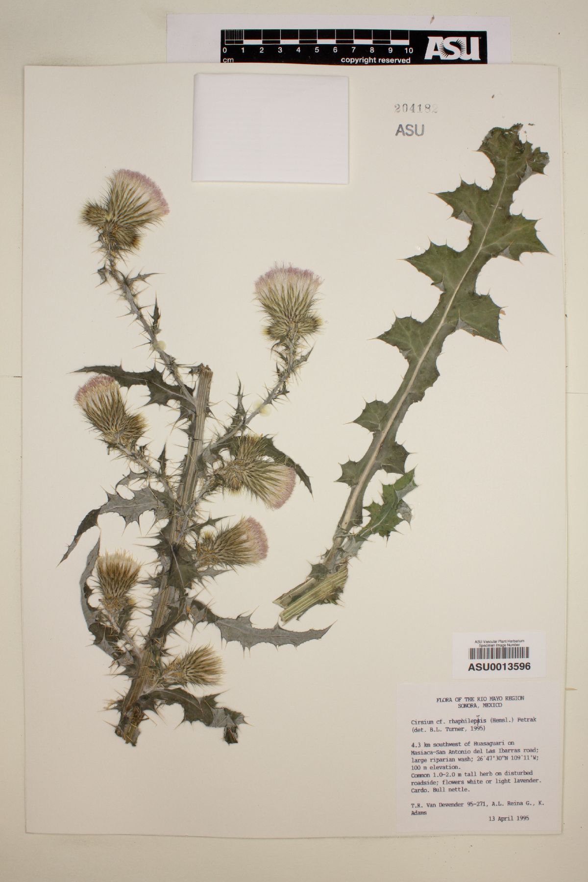 Cirsium rhaphilepis image