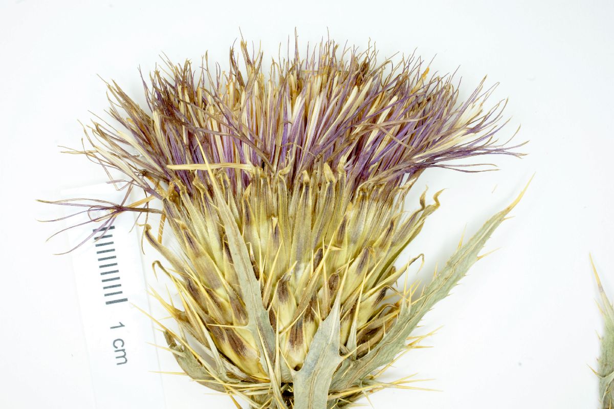 Cirsium trachylomum image