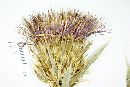 Cirsium trachylomum image