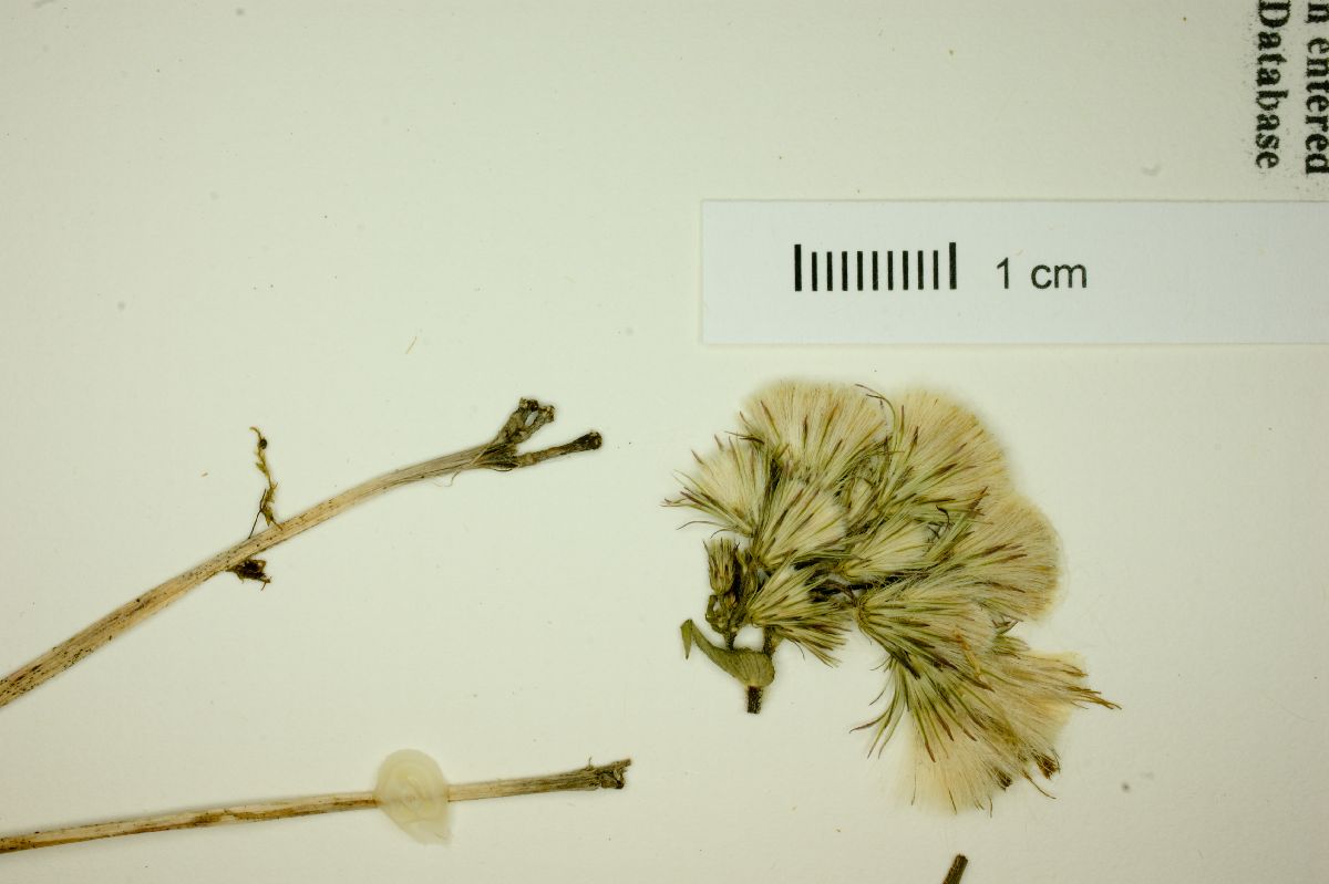 Conyza notobellidiastrum image