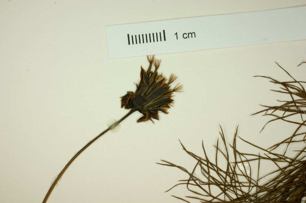 Cosmos carvifolius image