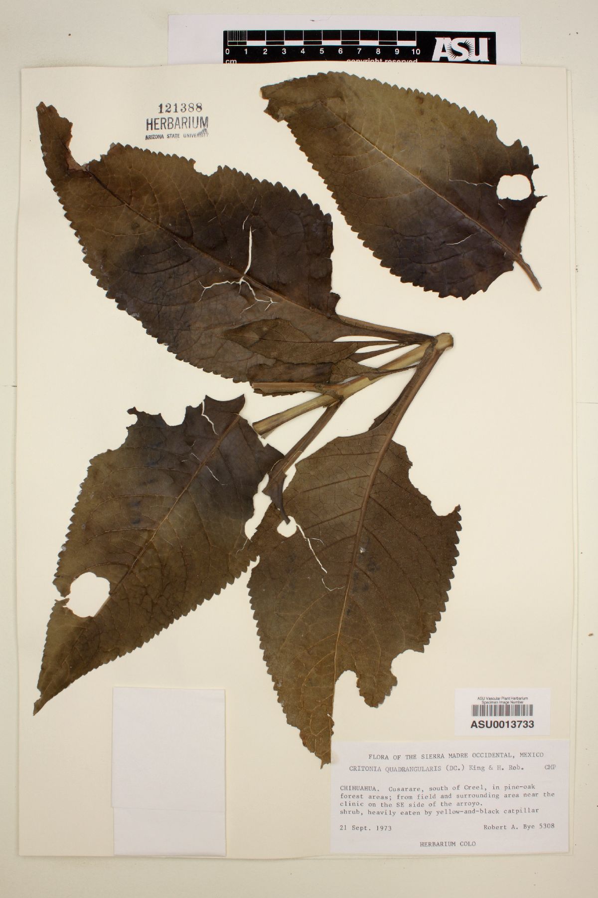 Critonia quadrangularis image