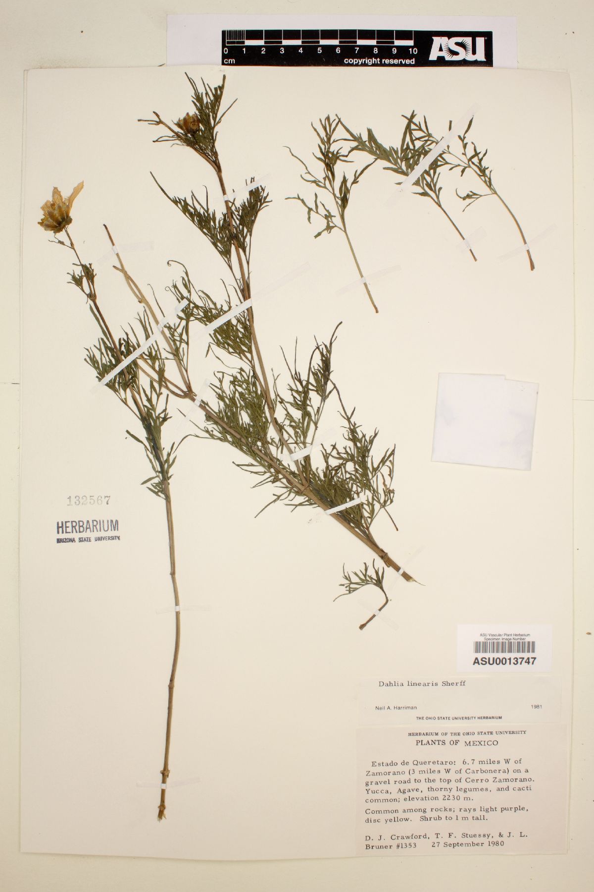 Dahlia linearis image